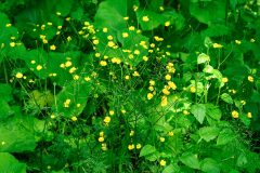 Ranunculus acris despectus_Joaquim Reberte