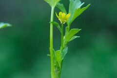Ranunculus muricatus_Joaquim Reberte