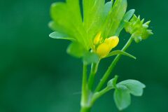 Ranunculus muricatus_Joaquim Reberte