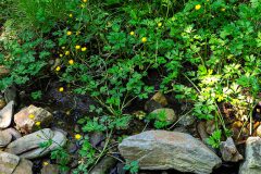 Ranunculus repens_Joaquim Reberte