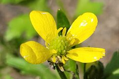Ranunculus sardous_Jordi Bassols CC BY-NC SA