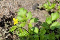 Ranunculus sardous_Jordi Bassols CC BY-NC SA