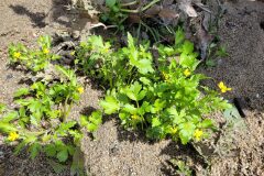 Ranunculus sardous_Jordi Bassols CC BY-NC SA