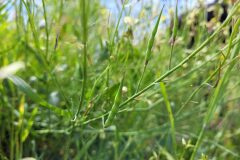 Raphanus raphanistrum_Jordi Bassols CC BY-NC SA