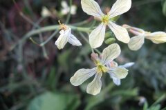 Raphanus raphanistrum_Jordi Puyuelo