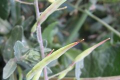 Raphanus raphanistrum_Jordi Puyuelo