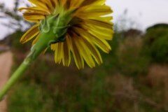 Reichardia picroides_Angels Delgado