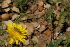 Reichardia picroides_Anna Manich