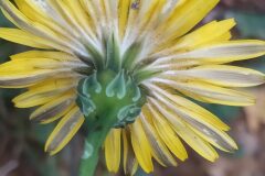 Reichardia picroides_Merce Vallicrosa CC BY-NC