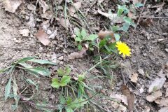 Reichardia picroides_Sonia Garcia CC BY-NC