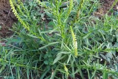 Reseda luteola luteola_Merce Vallicrosa CC BY-NC