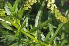 Reseda luteola luteola_Merce Vallicrosa CC BY-NC