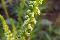 Reseda luteola luteola_Merce Vallicrosa CC BY-NC