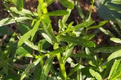 Reseda luteola luteola_Merce Vallicrosa CC BY-NC