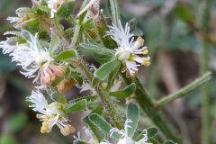 Reseda phyteuma phyteuma_Merce Vallicrosa CC BY-NC