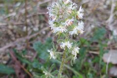 Reseda phyteuma phyteuma_Merce Vallicrosa CC BY-NC
