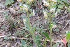 Reseda phyteuma phyteuma_Merce Vallicrosa CC BY-NC