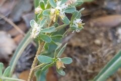 Reseda phyteuma phyteuma_Merce Vallicrosa CC BY-NC