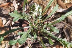 Reseda phyteuma phyteuma_Merce Vallicrosa CC BY-NC