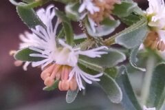 Reseda phyteuma phyteuma_Merce Vallicrosa CC BY-NC