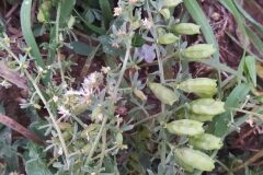 Reseda phyteuma phyteuma_Merce Vallicrosa CC BY-NC