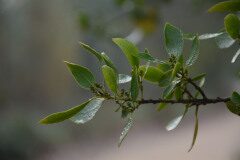 Rhamnus alaternus_Gabriel Huguet