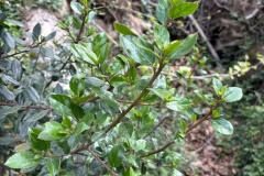 Rhamnus alaternus_Jordi Bassi