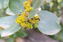 Rhamnus alaternus_Merce Vallicrosa CC BY-NC