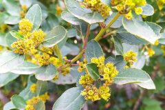 Rhamnus alaternus_Merce Vallicrosa CC BY-NC