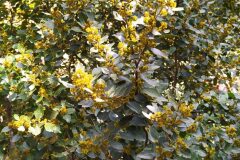 Rhamnus alaternus_Merce Vallicrosa CC BY-NC