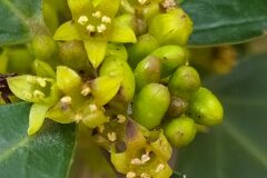 Rhamnus alaternus_Merce Vallicrosa CC BY-NC