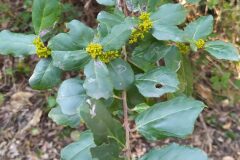 Rhamnus alaternus_Merce Vallicrosa CC BY-NC