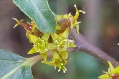 Rhamnus alaternus_Merce Vallicrosa CC BY-NC