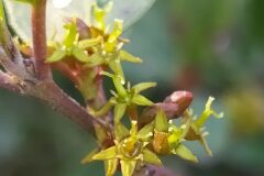 Rhamnus alaternus_Merce Vallicrosa CC BY-NC