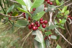 Rhamnus alaternus_Neus Julia CC BY-SA