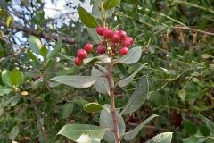 Rhamnus alaternus_Neus Julia CC BY-SA