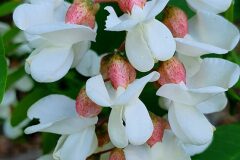 Robinia pseudoacacia_Antoni Puig