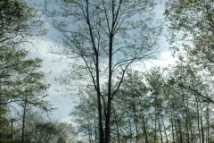 Robinia pseudoacacia_Gabriel Huguet