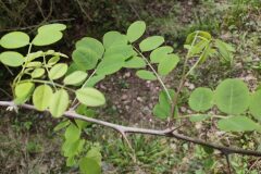 Robinia pseudoacacia_Isabel Gallen CC BY-NC