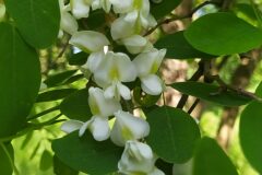 Robinia pseudoacacia_Merce Vallicrosa CC BY-NC