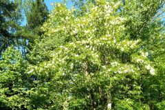 Robinia pseudoacacia_Merce Vallicrosa CC BY-NC