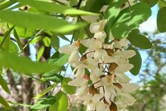 Robinia pseudoacacia_Neus Julia CC BY-SA
