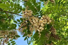 Robinia pseudoacacia_Neus Julia CC BY-SA
