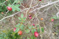 Rosa agrestis_Josep Gesti CC BY-SA
