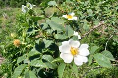 Rosa canina_Jaume Marti CC BY-NC