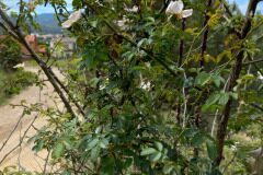 Rosa pouzinii_Pere Barnola CC BY-SA