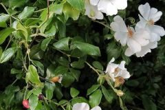 Rosa sempervirens_Anna Manich