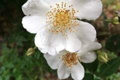 Rosa sempervirens_Isabel Gallen