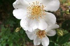 Rosa sempervirens_Isabel Gallent