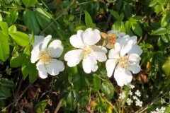 Rosa sempervirens_Merce Vallicrosa CC BY-NC